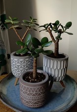 3 x Crassula Ovata Money Plant Jade 19 cm Tree Shape Trained