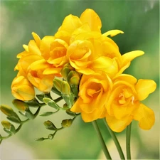 Easy to Grow Freesia Double Yellow 15 Plant Bulbs, Fragrant Spring Flowers