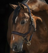 Horseware Rambo Micklem gepolsterter Leder dehnbarer Kopfkragen schwarz/braun P/C/F/XF