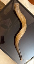 Huge Polished Kudu Horn Yemeni Shofar HAS DAMAGE SEE PHOTOS