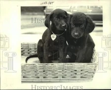 1985 Press Photo Jefferson SPCA featured pets of the week, 2 Labrador puppies.