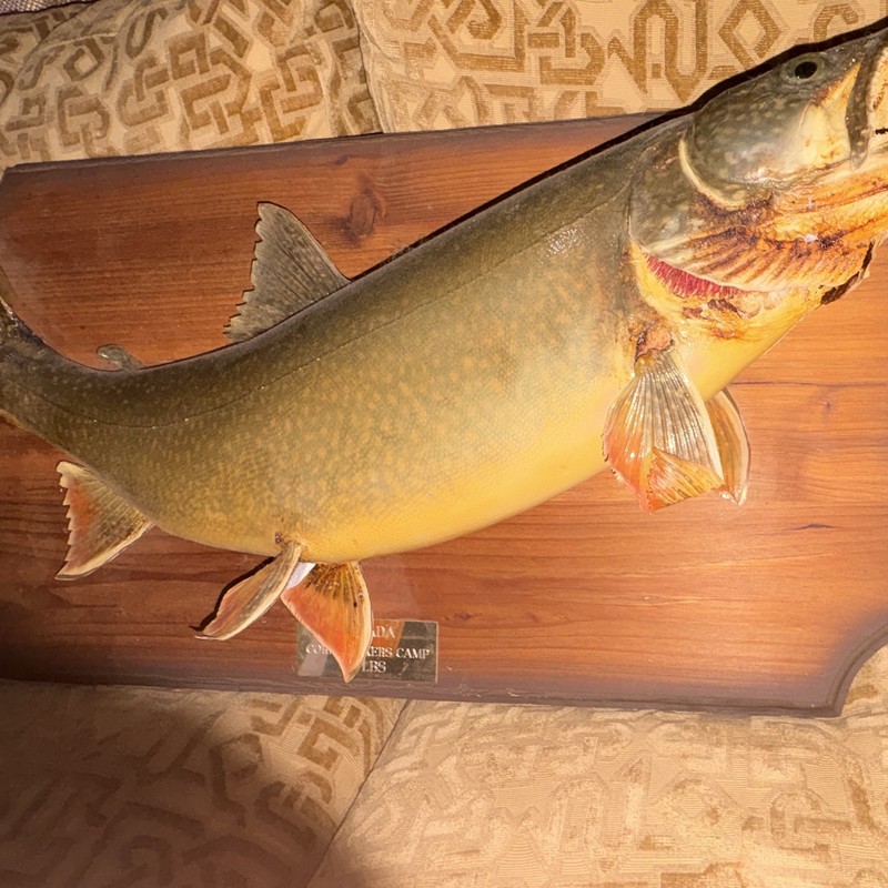 Fish Taxidermy Wall Mount on Wood Plaque w/ Tag "CORN HUSKERS 10 LBS"