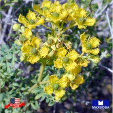 500 Rutaceae Rue Seeds Non-GMO Heirloom