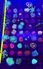 5-Pack Live LPS Coral Frag Bundle for Beginners – Easy & Colorful Selection