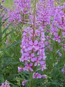 fireweed de la prostatită