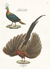 Pheasant pheasant Phasianus Argus peacock birds birds lithograph Brodtmann 1830