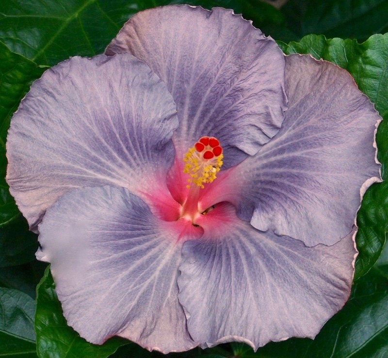 TWILIGHT (HVH- ) Tropical Hibiscus -- Plant in 4.5" pot