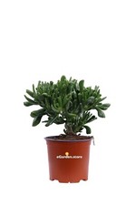 Pianta di Crassula varietà mix vera succulenta ornamentale da esterno o interno