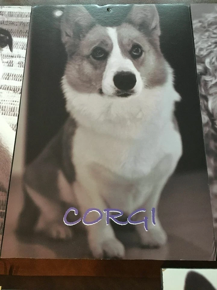 Placas fotográficas peça central festa "tema cachorro" bar/morcego Mitzvah - Imagem 4 de 4