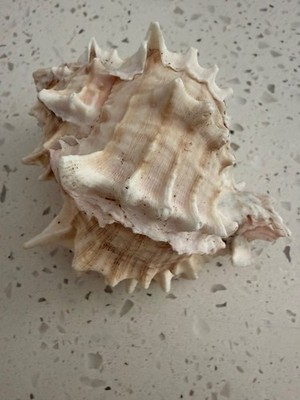Pink Mouth Murex Phyllonotus Erythrostomy Sea Shell Set of two (2)