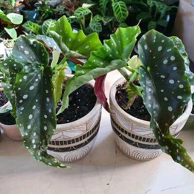 Plants For Sale Begonia Maculata Plants Gumtree Australia Marrickville Area Stanmore 1254002219