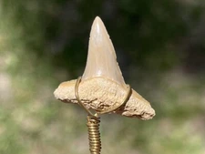 Florida Fossil Sharks Tooth BONE VALLEY Lemon Shark Megalodon Age Wire Wrapped