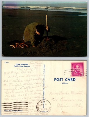 Clam Digging Pacific Coast Beaches Postcard