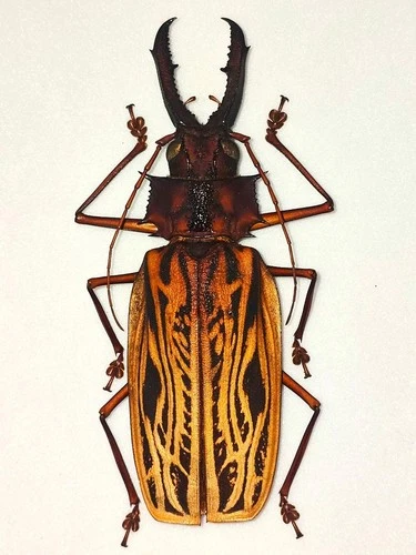 MACRODONTIA CERVICORNIS MALE A1 BIG 123MM+ CERAMBYCIDAE PRIONINAE FRENCH GUIANA