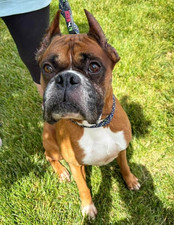 Sponsor A Day of Boarding for 1 Boxer Dog-$50 PER DAY