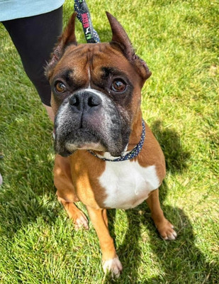 Sponsor A Day of Boarding for 1 Boxer Dog-$50 PER DAY