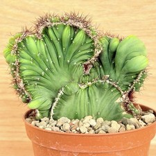 Cereus peruvianus v. coral f. crestata ,  pot 10  cm / G0014