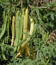 30+ Hawaiian Maui Kiawe (Neltuma Pallida) Seeds Free Shipping From Hawaii