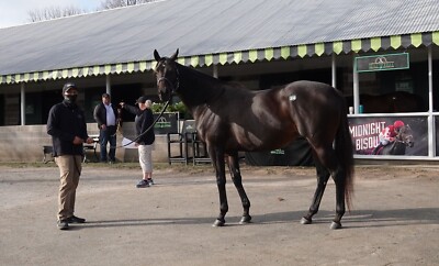 COLOR PIC  headshot  Midnight Bisou  at Keeneland Nov Sale 2022