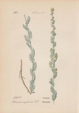 Cola Shrub, Camphor Eberraute (Artemisia Camphorata) Chromolithograph From 1887