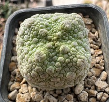 Pseudolithos cubiformis x dragon skin from see-d (A copiapoa Euphorbia dorstenia