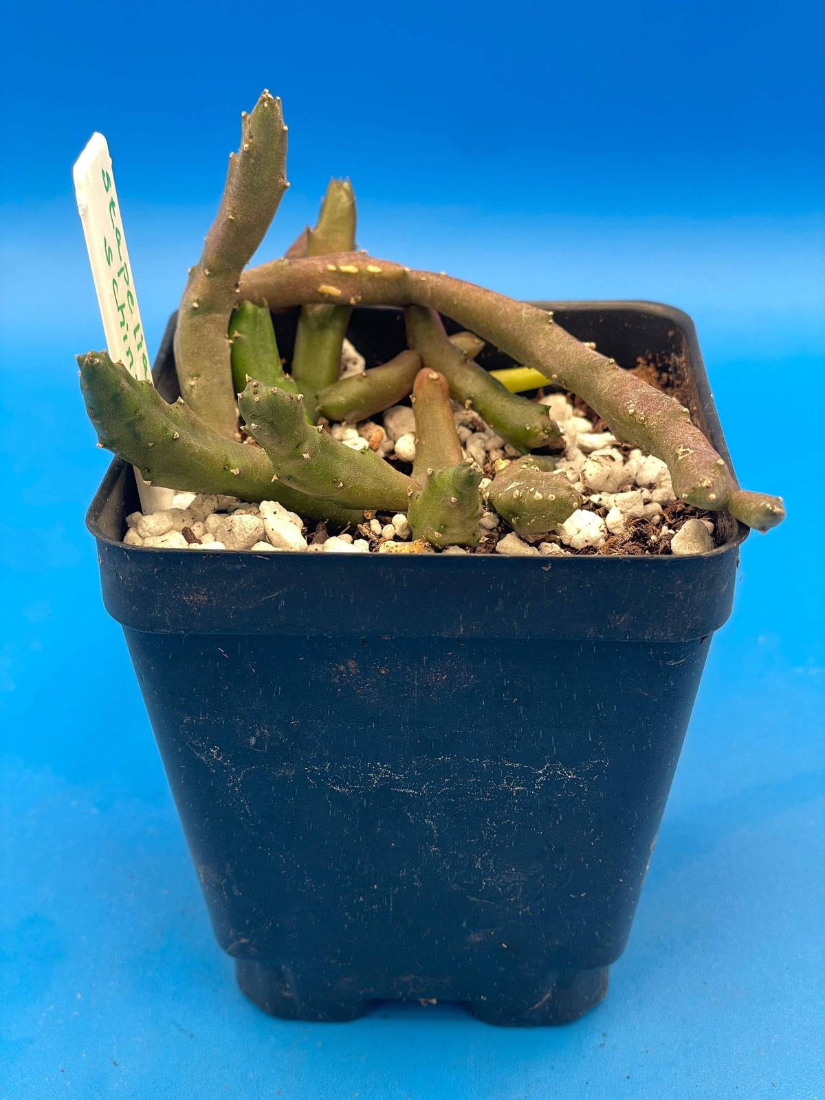 Stapelia Schinzii var. Angolensis 3.5 Inch Potted Plant WELL ROOTED