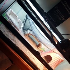 Reptile Terrarium Setup with Sand, Hide, Hammock, bath dish food dish n Lighting
