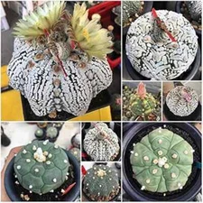 RARE Astrophytum asterias kabuto MIX sand dollar cacti rare cactus seed 20 SEEDS