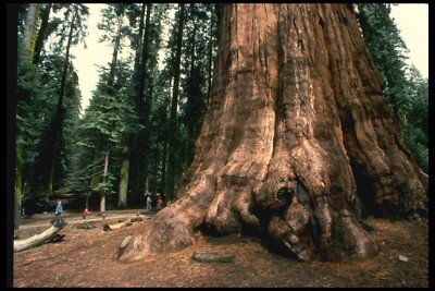 038088 General Sherman Tree Sequoia National Forest A4 Fotodruck