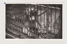 Roar of the Young Lion Wide-Open Jaws Behind Zoo Bars Captured Dramatically Abst