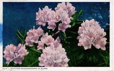 MOUNTAIN RHODODENDRON IN BLOOM - PC5249