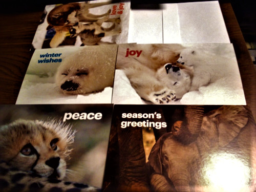 (5) Holiday Christmas Greeting Cards w/ White Envelopes by IFAW 6" x 4" Animals