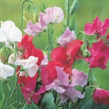 Royal Family Sweet Pea Seeds, Ruffled Flower Blooms, Floral Scent, FREE SHIPPING