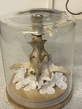 Deer Vertebrate In A Glass Dome.