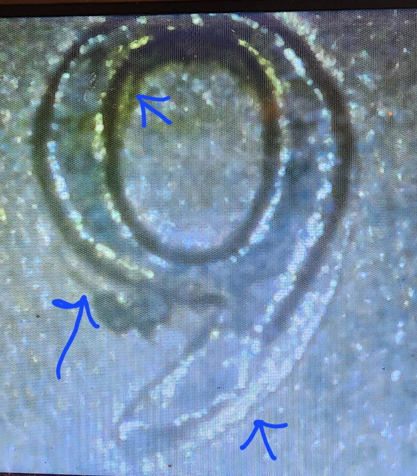 1999 P DOUBLE DIE OBVERSE & REVERSE JEFFERSON NICKEL MUST SEE FOR COLLECTIONS - Image 4 of 4