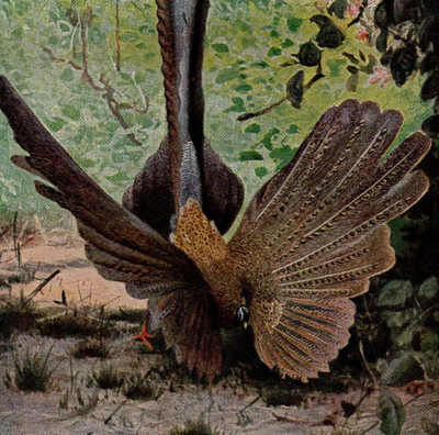 Argus Pheasant Courtship Display Tropical Bird 1911 Antique Chromolithograph