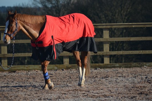 SALE! 100g Lightweight 600d Waterproof Breathable Horse Pony Turnout Rug Ripstop - Picture 10 of 10