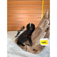 FHSKU15- baby Skunk taxidermy mount