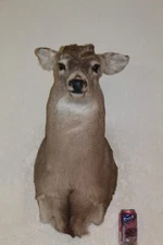 Whitetail Deer Head Shoulder Mount Taxidermy Cape Shed Antler Hunt Mule Rack
