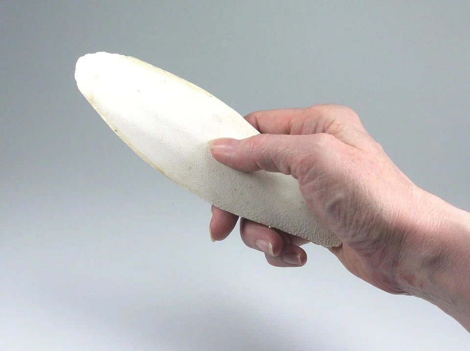 Natural Cuttlefish - 5 Count Pack for Birds and Reptiles (5.5-8in) - Image 4 of 4