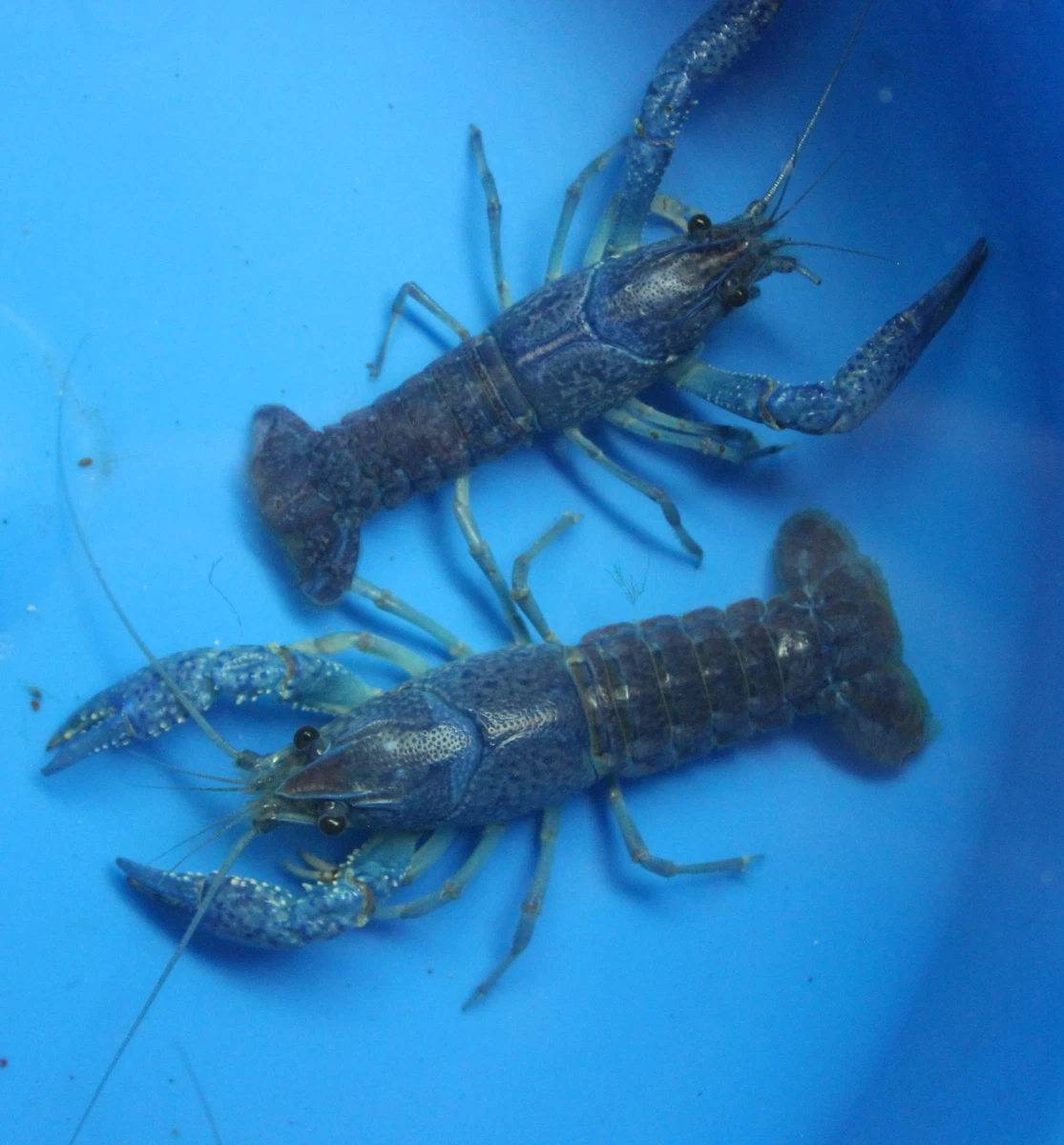 Blue Crayfish