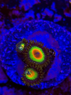 TNTcoral RASTA  (WYSIWYG) Zoa -Frag-Live Coral-Saltwater-Reef -LPS-SPS