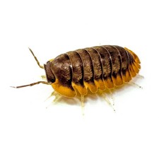 Isopod Factory 6 Cubaris Sp. Red Edge Isopods Bioactive Terarrium Clean Up Crew