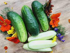 100 Wisconsin SMR-58 Cucumber Seeds -- Pickling ----------- Heirloom -- NON GMO