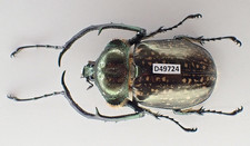 Cheirotonus for collectors | large Euchiridae