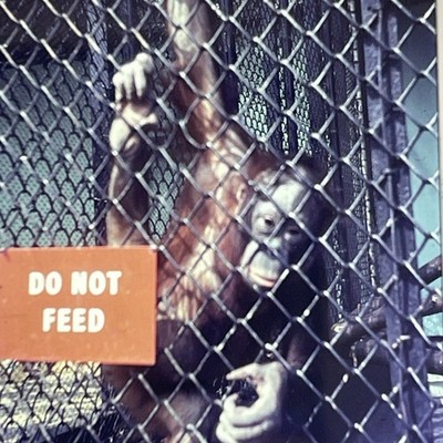 RETRO Film Photo Slide Curio Junk Cafe 60s 70s Do Not Feed Monkey Royal Park Zoo