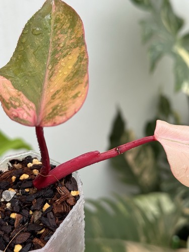 Highly Variegated Philodendron Strawberry Shake💖(Rare)~Established Indoor Plant - Picture 5 of 6