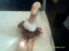 Vtg. Ty Beanie Baby-Stretch the Ostrich-org tags-DOB 9/21/97