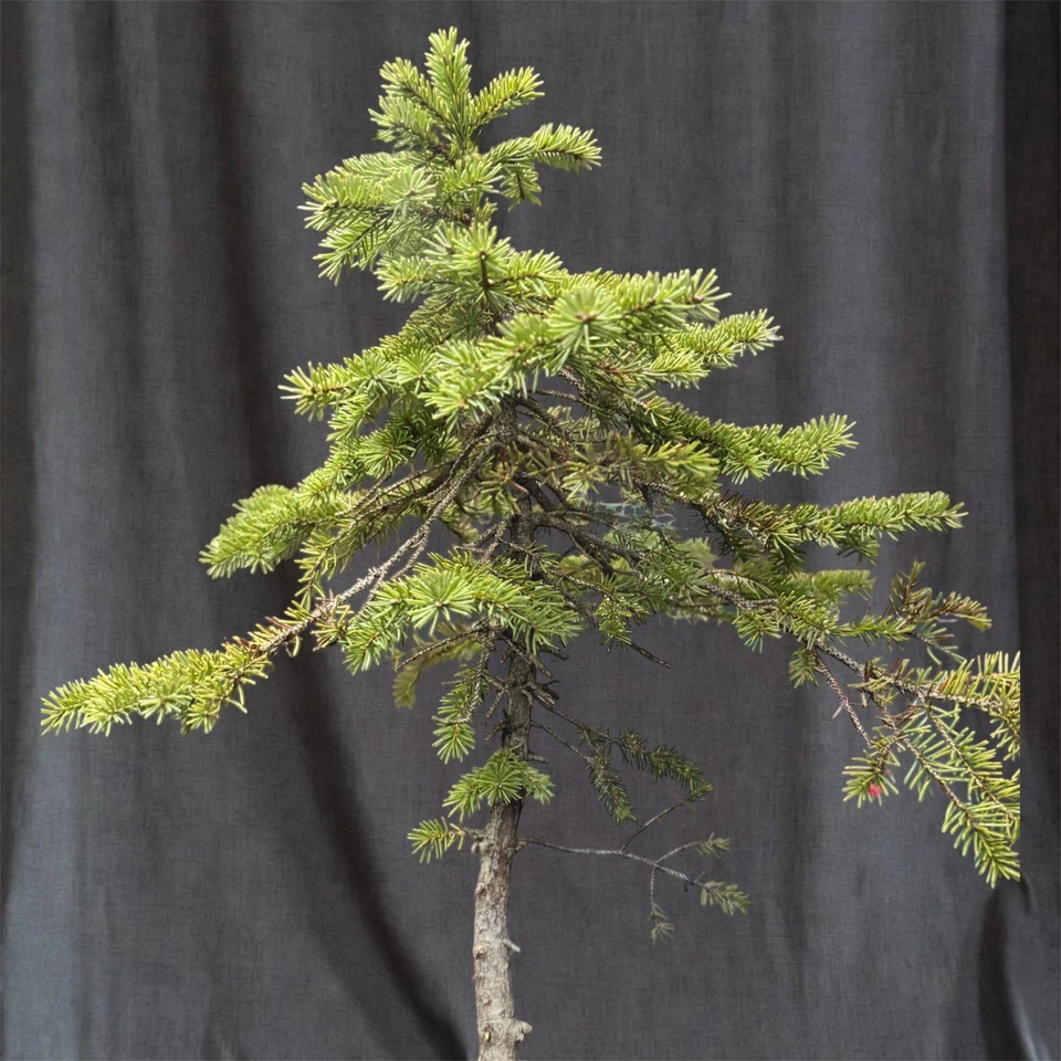 100% wild-collected, raw Yamadori White Spruce pre bonsai material - Image 2 of 4