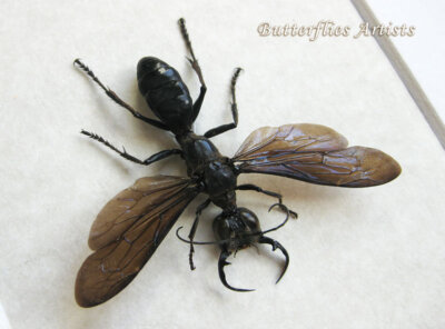 King Wasps VERY RARE Megalara Garuda Real Wasp Framed Entomology